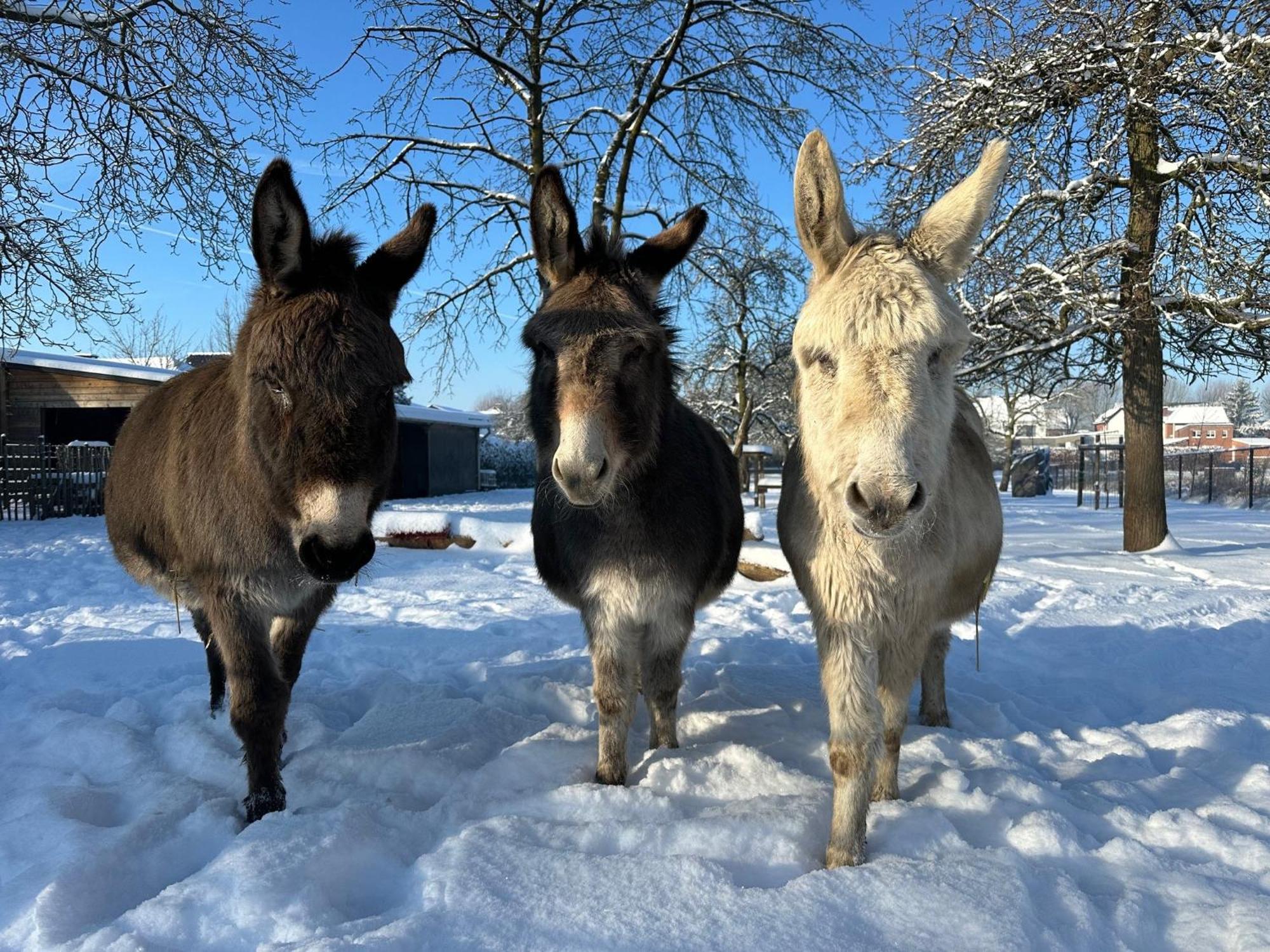 Luna Logies Lanaken Buitenkant foto